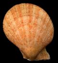 Chlamys&nbsp;multistriata